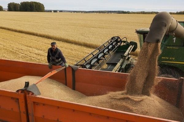 مصر تشتري القمح الروسي بالأمر المباشر