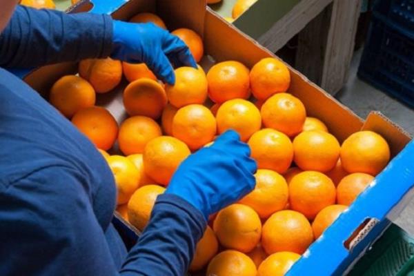 مساندة 20% من تكاليف شحن الصادرات الغذائية المصرية للعراق والولايات المتحدة