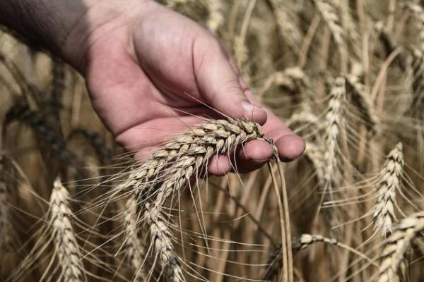 مصر تشتري 2.3 مليون طن قمح من المزارعين المحليين حتى الآن