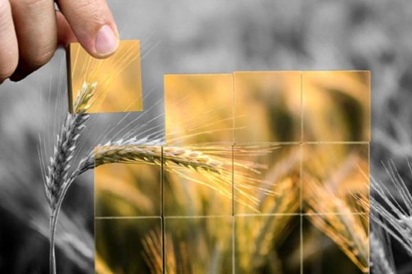 مصر: واردات القمح تسجل أعلى مستوى شهري في تاريخها خلال مارس