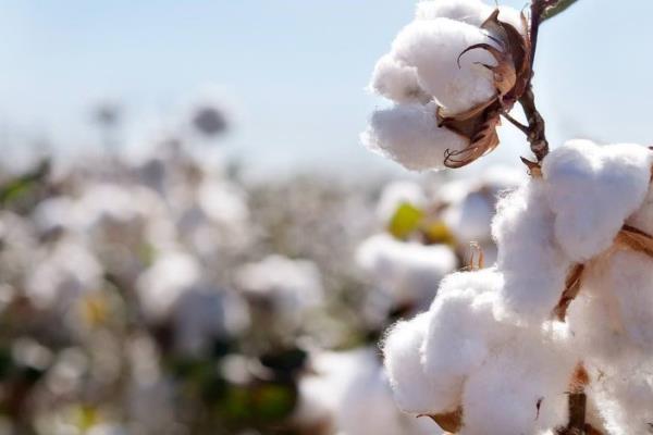 مصر: 44 ألف طن صادرات القطن بالنصف الأول للموسم التصديري الحالي