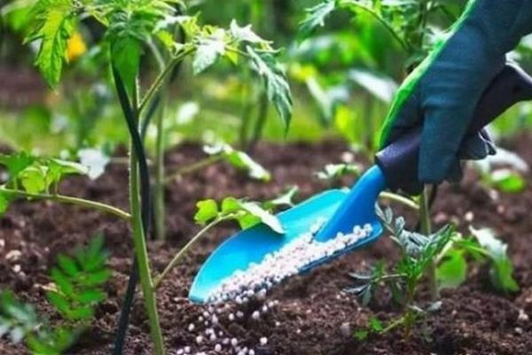 مصر: نظام جديد لتوزيع الأسمدة المدعمة وخفض حصص بعض المحاصيل إلى 55%