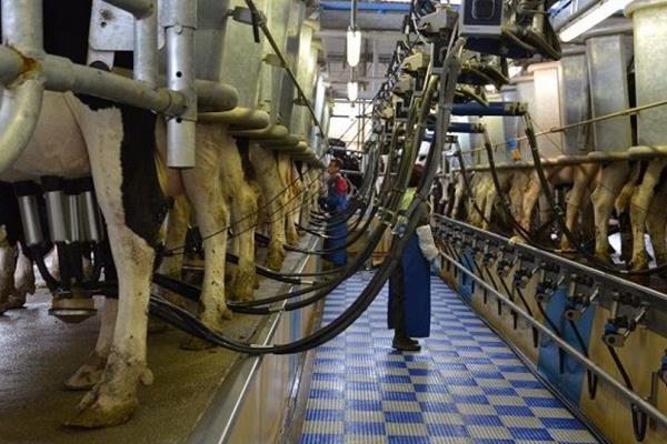 صغار المربين يسيطرون على 70% من إجمالي إنتاج الألبان في مصر