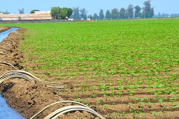 مصر: أرقام صادمة لأسعار إيجارات الأراضي الزراعية خلال العامين الماضيين