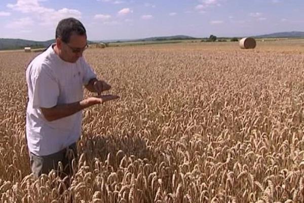 "ويز دي 1" جين نادرتم اكتشافه يضاعف إنتاج القمح 3 مرات