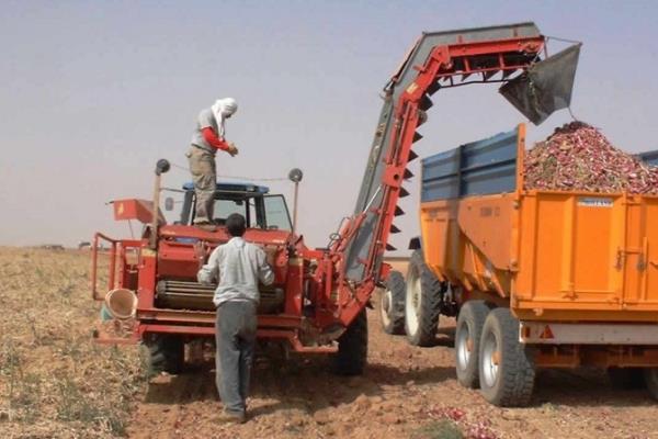 حصاد قبل الموعد الرسمي تخوفا من تراجع الأسعار مع استمرار حظر التصدير