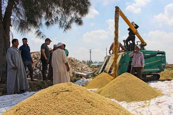 رئيس معهد بحوث المحاصيل: توقعات إنتاج 4 ملايين طن من الأرز الأبيض في 2019