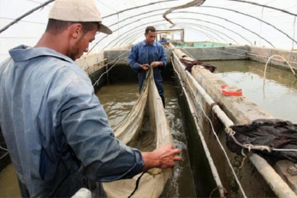 مشروعات الاستزراع السمكي .. مهمة قومية لتحقيق الاكتفاء الذاتي للمصريين